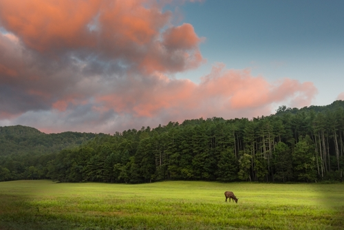 CATALOOCHEE