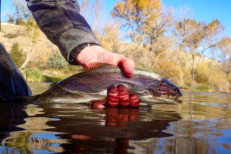 Wild trout caught and released