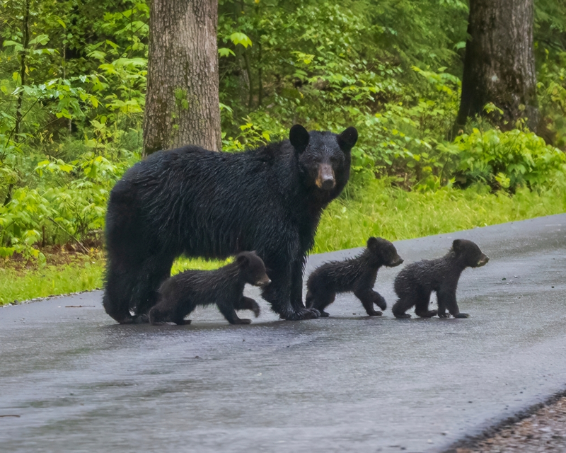 A mother black bear crosses the road