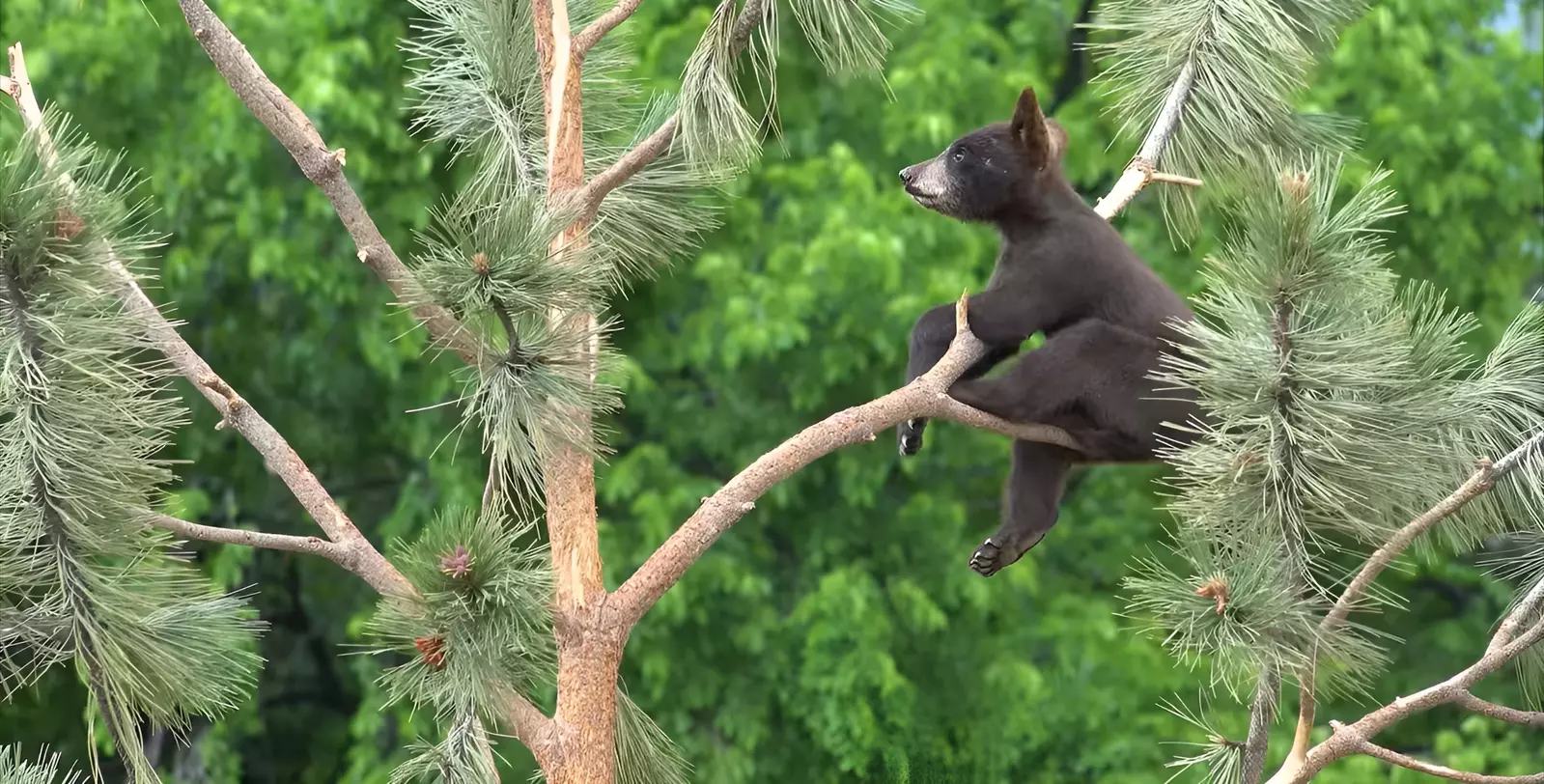 Black bear in a tree