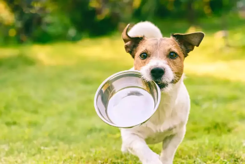 dog running with bowl