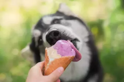 dog eating an ice cream cone