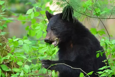 black bear in the smoky mountains