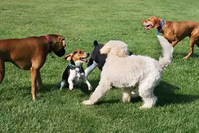 dogs playing at the dog park