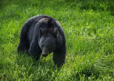 black bear