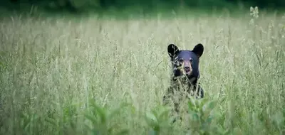 black bear in cades cove