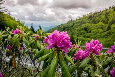 wildflowers-great-smoky-mountains