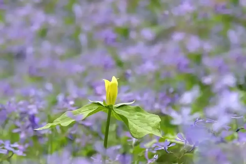 Beautiful wildflowers in Pigeon Forge.