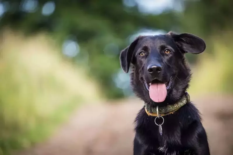 Happy dog outside of a pet friendly Pigeon Forge cabin