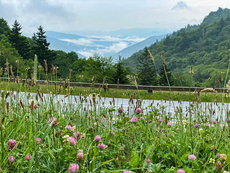 smoky mountains wildflowers