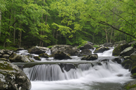 pigeon river during summer in the smokies