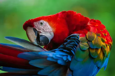 exotic birds at Parrot Mountain make it one of the top hidden gems in Pigeon Forge