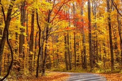 roaring fork motor nature trail is one of the top fall scenic drives in the smokies