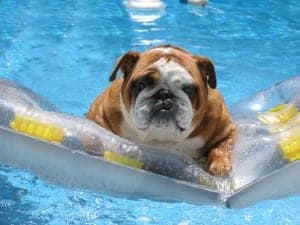 dog swimming at a pool during pet-friendly Gatlinburg vacation