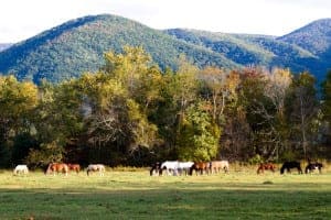 A group of horses in Cades Cove.
