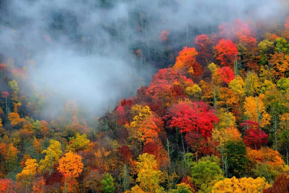Stunning photo of the Smoky Mountains in the fall.
