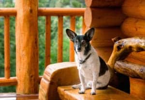 Dog sitting on a bench on the porch of a log cabin.