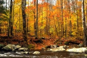 Fall colors next to the river in the Great Smoky Mountains National Park.