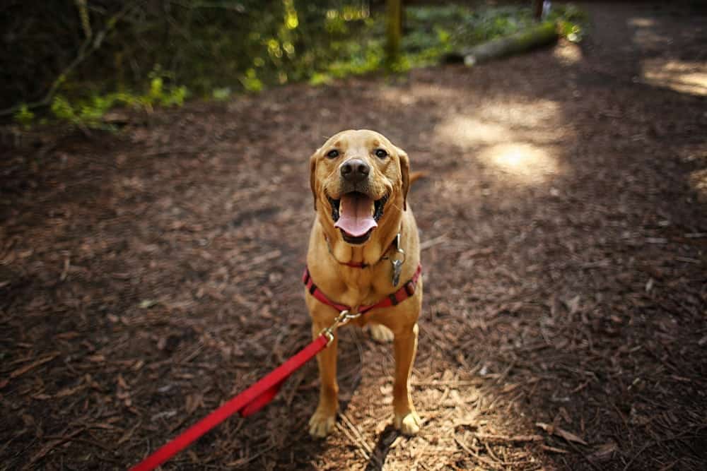 happy dog hiking