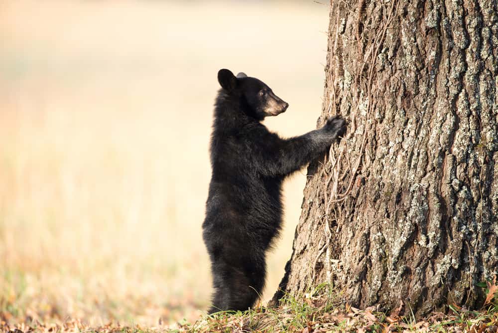 black bear putting its paws against a tree