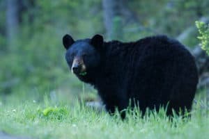 black bear walking through grass