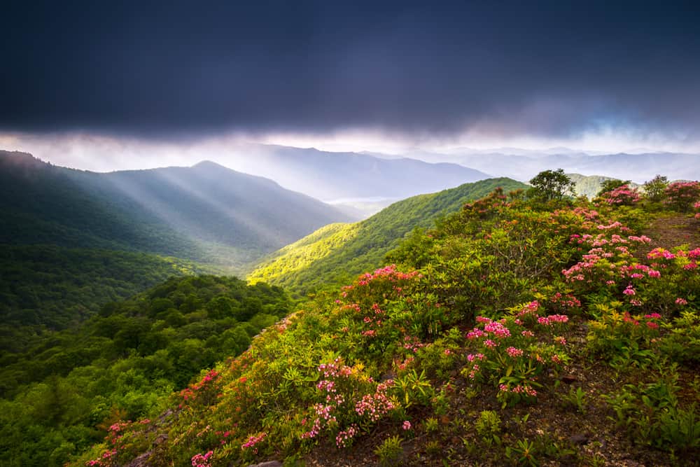 Spring in the Smoky Mountains