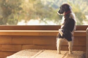 dog looking out the window of a pet friendly cabin in pigeon forge