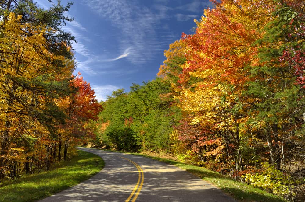 road between colorful fall trees in the smokies