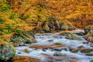 a stream and fall foliage in the smoky mountains